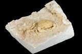 Fossil Crab (Potamon) Preserved in Travertine - Turkey #145045-3